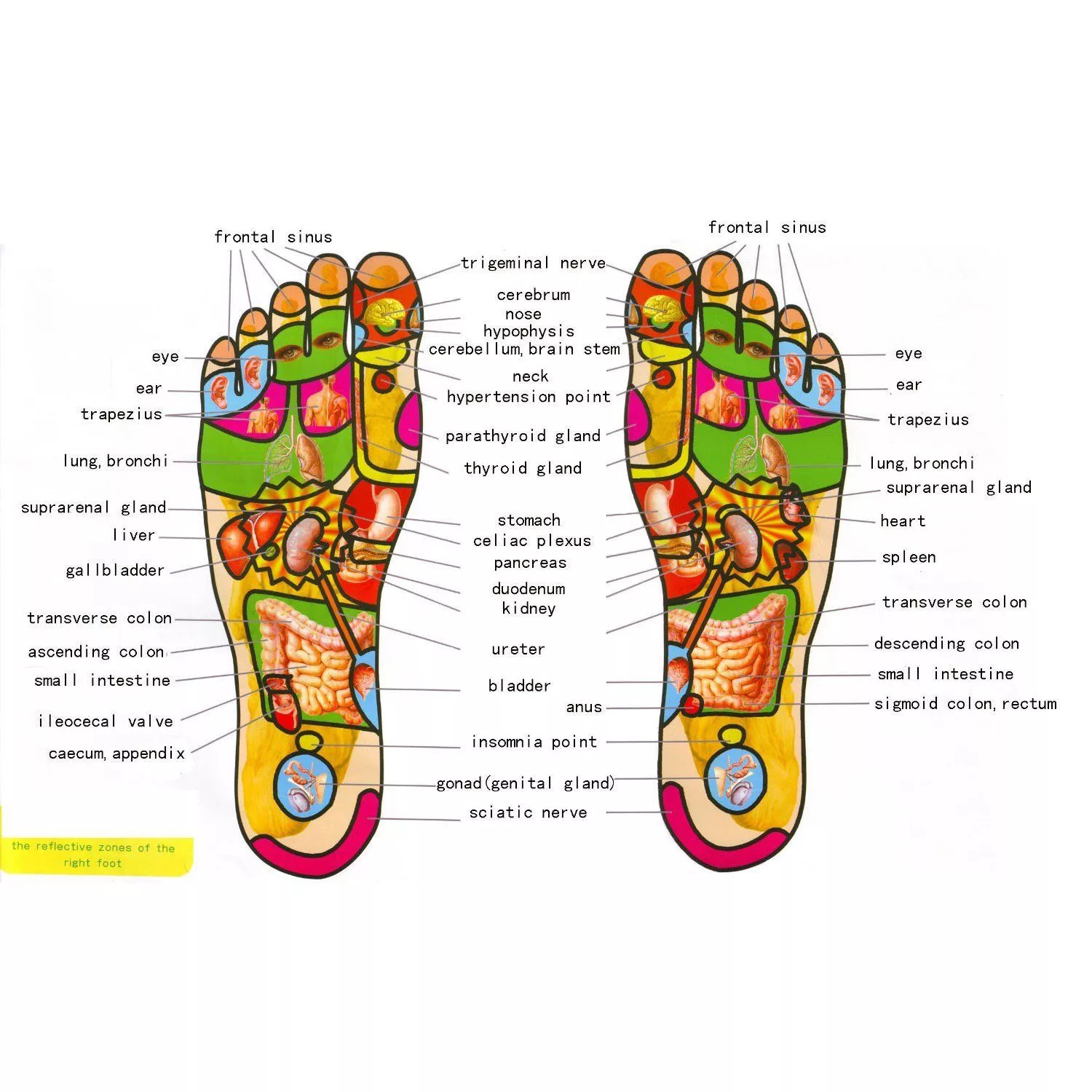 ماساژور برقی پا مدل SHIATSU